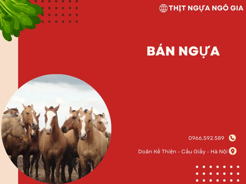 Địa Điểm bán ngựa chiến uy tín