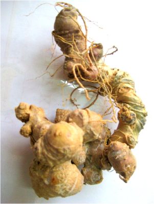 Sâm ngọc linh chữa bệnh gì? tác dụng và công dụng sức khỏe nổi bật