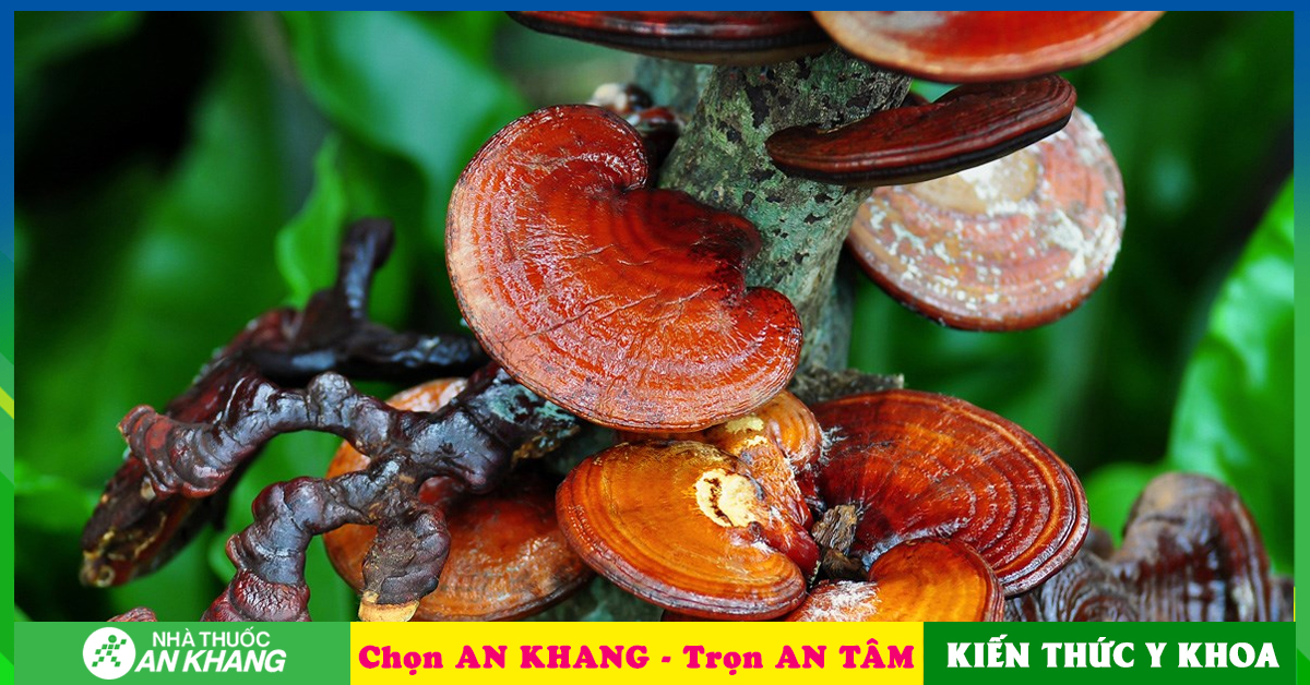 Uống nấm linh chi chữa được bệnh gì?